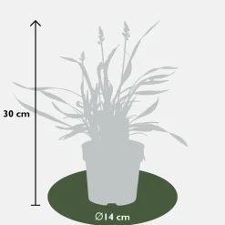 La Green Touch - 6 x liriope muscari 'ingwersen' Online