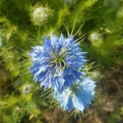 Lasemencebio - Nigelle de damas - graines bio Online