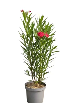 Ma Pépinière MA PÉPINIÈRE - Laurier rose 'tito poggi' - pot 7 l - h 100 cm Sale