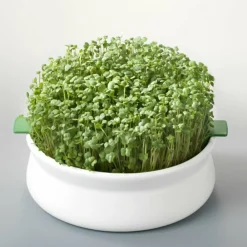 Mes Courses En Vrac Graines De Fleurs | - Coupelle de germination pour graines à mucilage