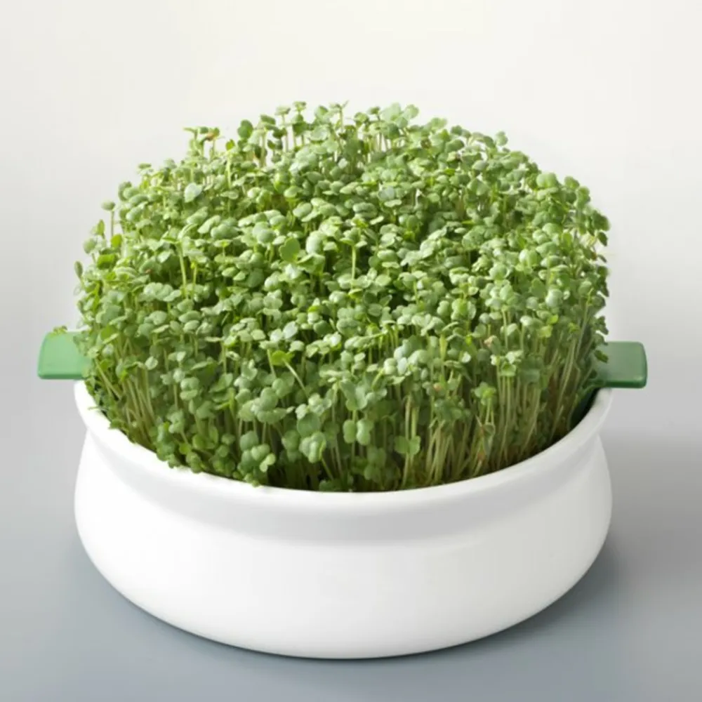 Mes Courses En Vrac Graines De Fleurs | - Coupelle de germination pour graines à mucilage