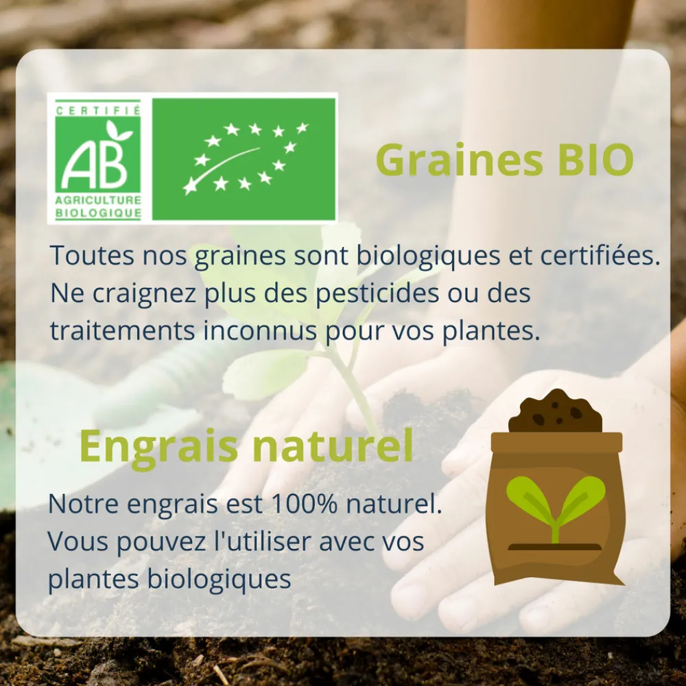 Mes Courses En Vrac - Cultivea diy bombes de graines semis de fleurs à planter pour abeilles Best