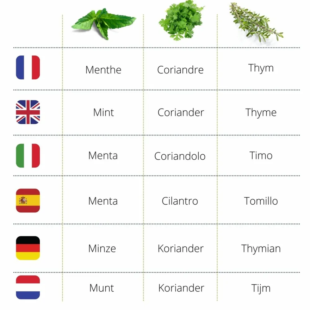 Mes Courses En Vrac - Cultivea® kit prêt à pousser d’herbes aromatiques - menthe, coriandre, thym Outlet