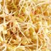 Mes Courses En Vrac - Graines à germer- quinoa bio Outlet