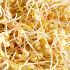 Mes Courses En Vrac - Graines à germer- quinoa bio Outlet