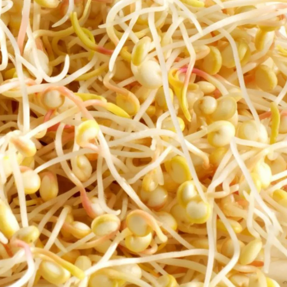Mes Courses En Vrac - Graines à germer- quinoa bio Outlet