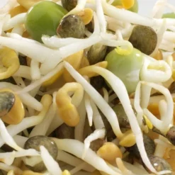 Mes Courses En Vrac Graines De Légumes Et Aromatiques | - Graines à germer- mix proteines bio