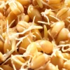 Mes Courses En Vrac - Graines à germer- epeautre bio Online