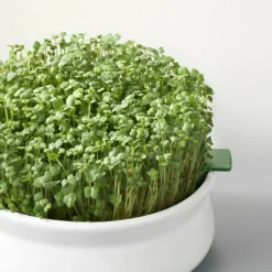Mes Courses En Vrac - Graines à germer- roquette bio Online