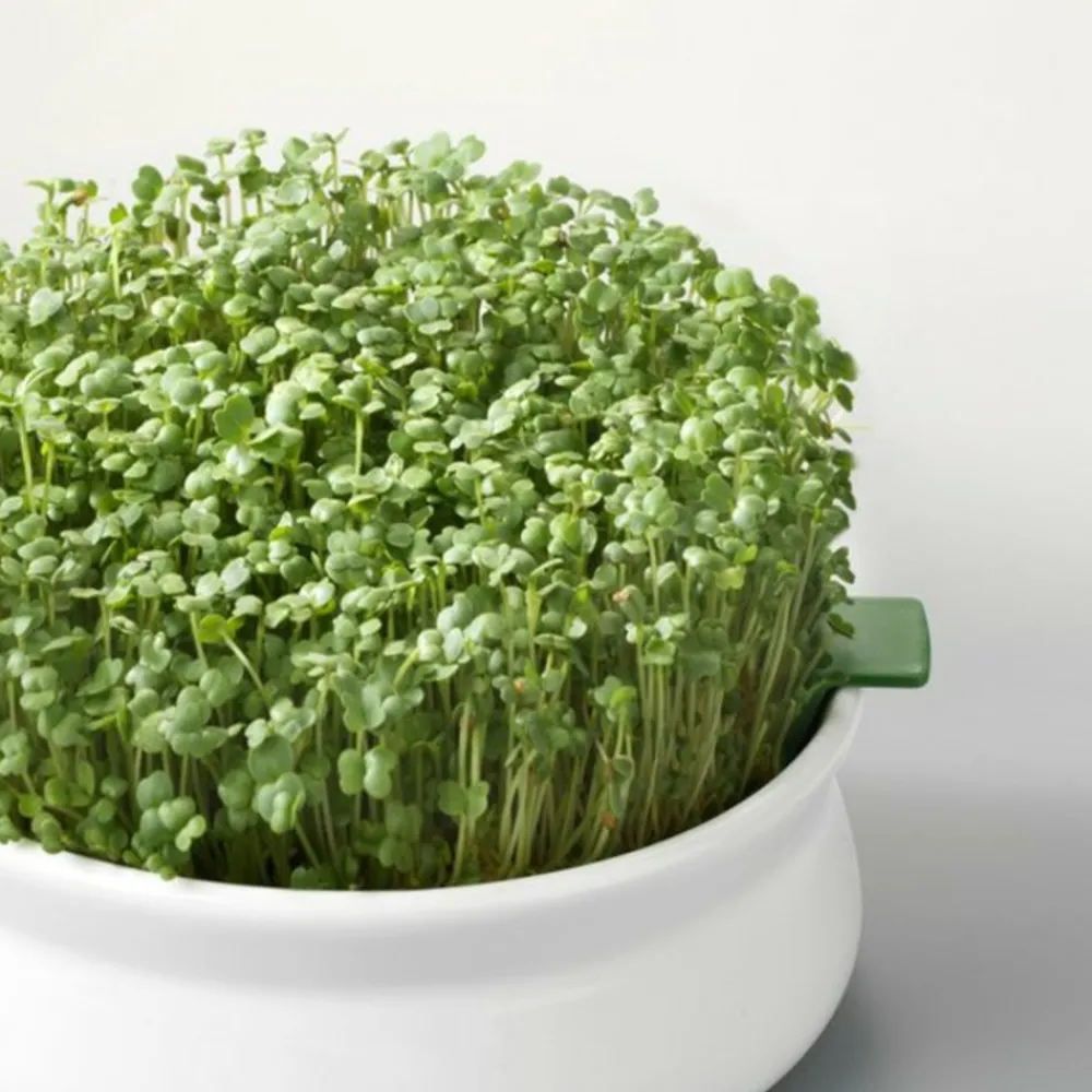 Mes Courses En Vrac - Graines à germer- roquette bio Online