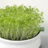 Mes Courses En Vrac Graines De Fleurs | - Graines à germer- cresson bio