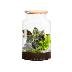 Naturalys - Terrarium végétal d'intérieur, Jungle Classic taille M : Mix H.30cm Sale