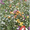 Nova-Flore Graines De Fleurs | - Prairies fleuries : prairie durable - 30m²