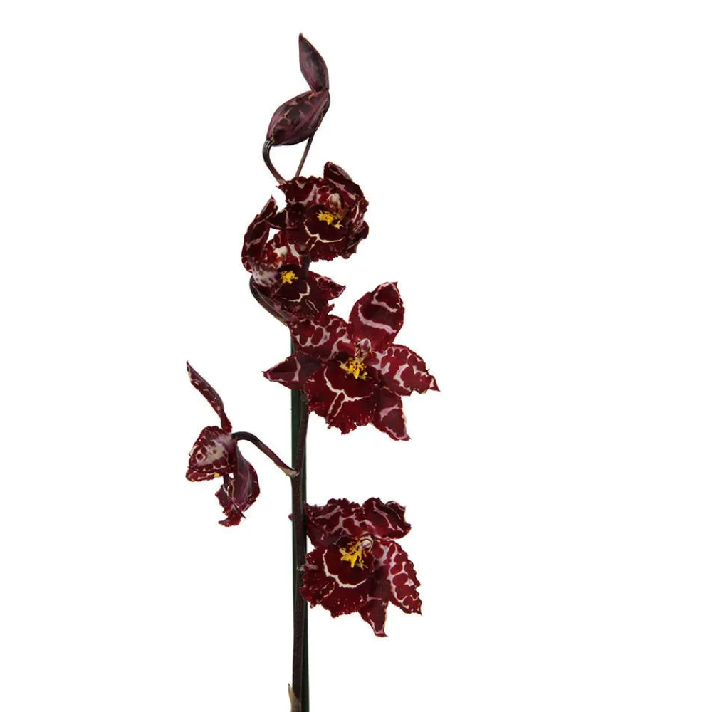 NA Orchidée Cambria 2 tiges - pot D.12 cm New