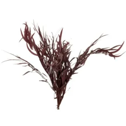 Paris Prix - Bouquet d'eucalyptus "sauvage séché" 75cm bordeaux Hot