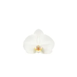 NA Phalaenopsis Dioro, 2 tiges : coupe D.13cm Sale