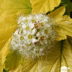 NA Arbres Et Arbustes|Plantes De Haies | Physocarpus opulifolius Angel Gold ® ' Minge ' C.O.V. : ctr 4 litres