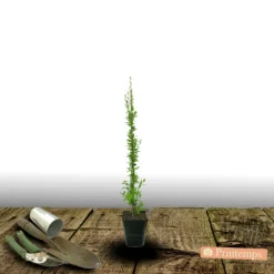 Plantes Avenue - Baie de goji barbarum/[-]pot de 1,5l - tuteur bambou 30/60 cm