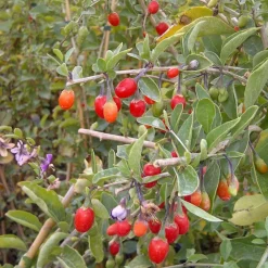 Plantes Avenue - Baie de goji barbarum/[-]pot de 1,5l - tuteur bambou 30/60 cm