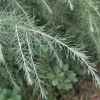 Plantes Avenue - Cèdre de l'himalaya feeling blue/[-]pot de 5l - 40/60 cm Sale