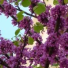Plantes Avenue - Cercis, gainier silicastre, arbre de judée/[-]pot de 7,5l - 60/80 cm Hot