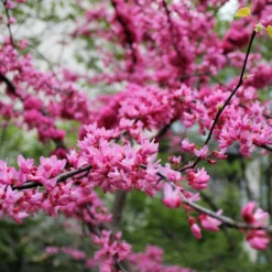 Plantes Avenue - Cercis, gainier silicastre, arbre de judée/[-]pot de 7,5l - 60/80 cm Hot