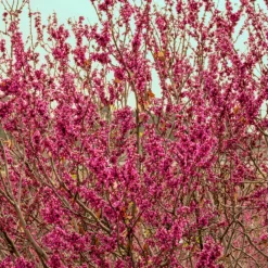 Plantes Avenue - Cercis, gainier silicastre, arbre de judée/[-]pot de 7,5l - 60/80 cm Hot