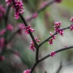 Plantes Avenue - Cercis, gainier silicastre, arbre de judée/[-]pot de 7,5l - 60/80 cm Hot
