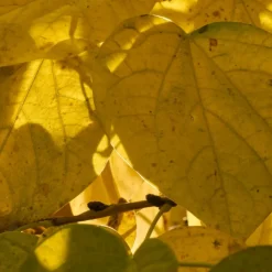 Plantes Avenue - Cercis, gainier silicastre, arbre de judée/[-]pot de 7,5l - 60/80 cm Hot