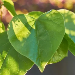 Plantes Avenue - Cercis, gainier silicastre, arbre de judée/[-]pot de 7,5l - 60/80 cm Hot