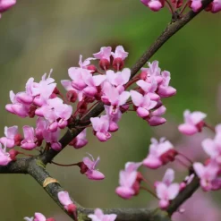 Plantes Avenue - Cercis, gainier silicastre, arbre de judée/[-]pot de 7,5l - 60/80 cm Hot
