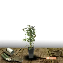 Plantes Avenue Plantes Grimpantes | - Clématite montana wilsonii/[-]pot de 1,5l - tuteur bambou 30/60 cm