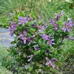 Plantes Avenue - Clématite saphyra® estrella 'cleminov27'/[-]pot de 1,5l - tuteur bambou 30/60 cm Hot