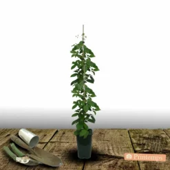 Plantes Avenue - Clématite stella bella® 'so23005'/[-]pot de 2l - tuteur bambou 60/90 cm Sale