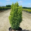 Plantes Avenue - Cyprès de lawson ellwood's gold/[-]pot de 4l - 40/60 cm