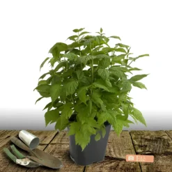 Plantes Avenue - Framboisier heritage/[-]pot de 5l - 40/80 cm Outlet
