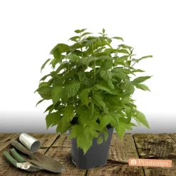 Plantes Avenue - Framboisier heritage/[-]pot de 5l - 40/80 cm Outlet