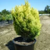 Plantes Avenue - Genévriers gold coast/[-]pot de 3l - 20/40 cm Online
