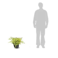 Plantes Avenue - Genévriers old gold/[-]pot de 5l - 40/60 cm New