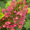 Plantes Avenue - Hortensia à feuilles de chêne amethyst/[-]pot de 1,5l - 20/40 cm New