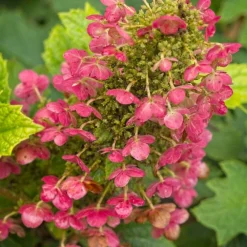 Plantes Avenue - Hortensia à feuilles de chêne amethyst/[-]pot de 1,5l - 20/40 cm New