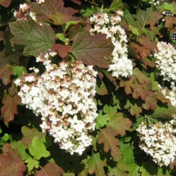 Plantes Avenue - Hortensia à feuilles de chêne amethyst/[-]pot de 1,5l - 20/40 cm New