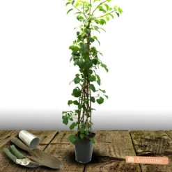 Plantes Avenue - Hortensia grimpant hydrangeoïdes/[-]pot de 1,5l - tuteur bambou 30/60 cm Clearance