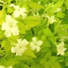 Plantes Avenue - Jasmin blanc aureum/[-]pot de 1,5l - tuteur bambou 30/60 cm Online