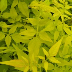 Plantes Avenue - Jasmin blanc aureum/[-]pot de 1,5l - tuteur bambou 30/60 cm Online