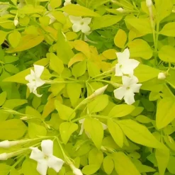 Plantes Avenue - Jasmin blanc aureum/[-]pot de 1,5l - tuteur bambou 30/60 cm Online