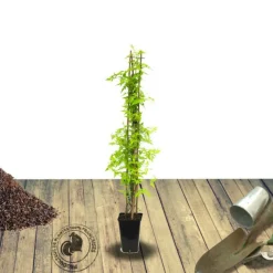 Plantes Avenue - Jasmin blanc aureum/[-]pot de 1,5l - tuteur bambou 30/60 cm Online