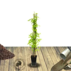 Plantes Avenue - Jasmin blanc aureum/[-]pot de 1,5l - tuteur bambou 30/60 cm Online