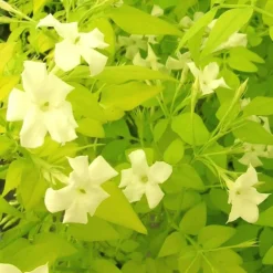 Plantes Avenue - Jasmin blanc aureum/[-]pot de 1,5l - tuteur bambou 30/60 cm Online