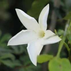 Plantes Avenue - Jasmin du chili/[-]pot de 3l - echelle bambou 60/120 cm